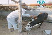 واکسیناسیون و مراقبت بیش از دو میلیون و پانصد هزار نوبت سرعلیه بیماری های واگیر دامی و بیماری های مشترک بین انسان و دام در جنوب کرمان